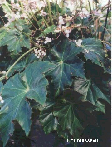 B. ‘Ricinifolia v. Grandiflora Gerbe Rose’